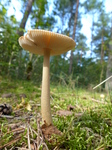 FZ020499 Mushroom in the sun.jpg
